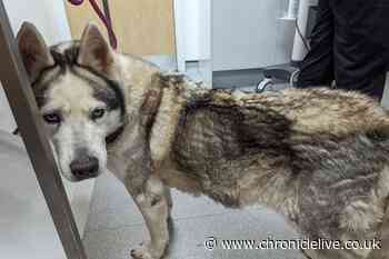 Gateshead man given 10-year animal ban after leaving husky with life-threatening infection