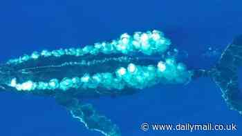 Scientist share world's first 'conversation' between humans and whales - and say it's the first step to understanding aliens