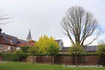 Mooiste olm van België in Bree is dood: “Het gaat zeker en vast niet om een natuurlijk overlijden”