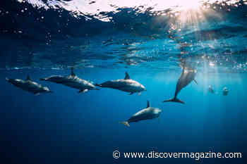 The Idea That Sharks Fear Dolphins May Just Be an Old Sailor's Myth