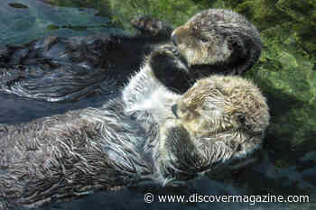 Sea Otters Hold Hands While Sleeping and They Even Cuddle