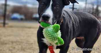 Edmonton Humane Society shifts to walk-in adoption process to quickly find pets their forever homes