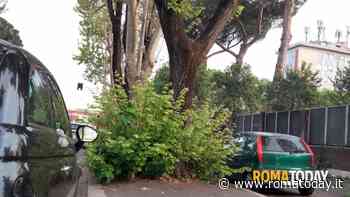 Sfalcio dei marciapiedi, davanti all’ingresso del Policlinico è tornata la giungla