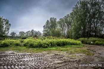 Zonnepark met 8.000 panelen langs Albertkanaal in Beringen: “Goed voor jaarverbruik van 1.000 gezinnen”