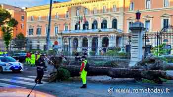 Albero cade sulle auto in sosta davanti al policlinico Umberto I, tragedia sfiorata