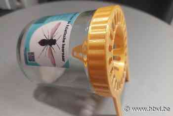 Peer verdeelt gratis lokvallen voor Aziatische hoornaar