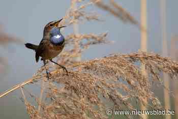 Vroege vogels gezocht voor vroegochtendwandeling in Viersels Gebroekt