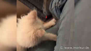 „Das habe ich nicht erwartet“: Video von Schäferhund und Babykatze nimmt überraschende Wendung