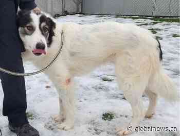 ‘It is the love’: Wally the injured stray dog gets new ‘leash’ on life