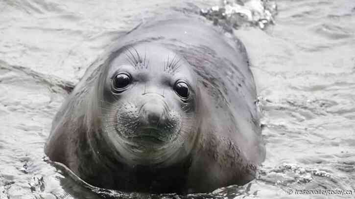 Elephant seal Emerson is back in Victoria, defying relocation by swimming 200 km