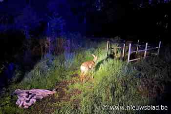 Ree net op tijd uit het Albertkanaal gevist