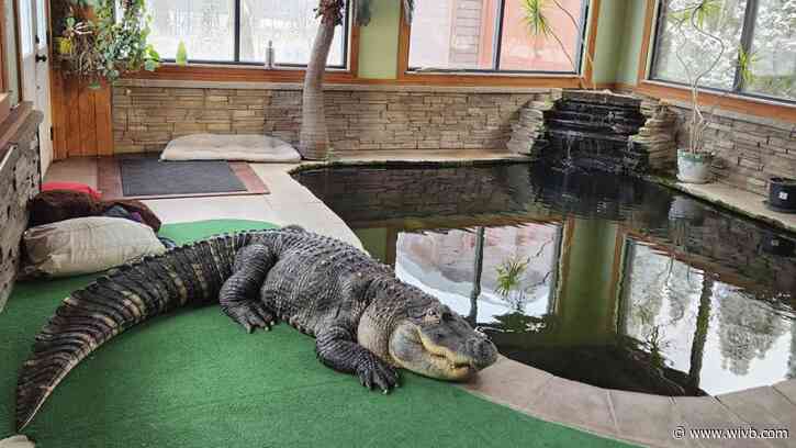 DEC: Info on Albert the alligator not being released until conclusion of investigation
