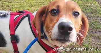Dog crisis in Hull as people increasingly see pets as 'disposable' warns animal charity