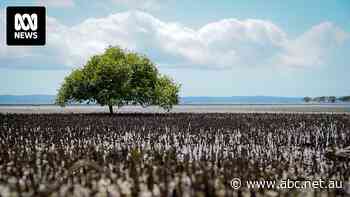 Company behind $1.4b Toondah Harbour development withdraws application