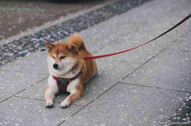 Shiba Inu Open Interest Explodes On Top Exchanges – Is This The Comeback?
