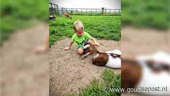 Steunouder Krimpenerwaard zoekt gastgezinnen: 'Hulp voor jezelf en je gezin'