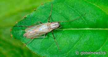 What are midges and why are they swarming Toronto’s lakeside region
