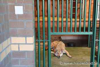 Duitse wolvin Oisa krijgt tijdelijk opvang in Natuurhulpcentrum: “Niet meer van deze tijd”