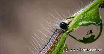 Bamberg: Es geht wieder los mit dem Eichenprozessionsspinner - Stadt warnt