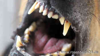 Horrortrip statt Spaziergang im Salzburger Land: Hund fällt Seniorin (69) an