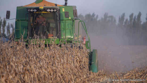 Bacterie decimeert maïsoogst in Argentinië