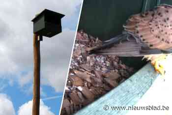 Eerste waarneming van torenvalk in nestkast van domein Frijthout