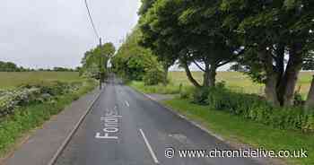 Horse dies after suffering 'significant injuries' following collision with a car in County Durham