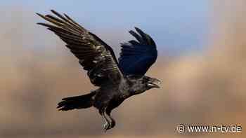 Warum sind die Vögel aggressiv?: Raben hacken Gänse und Kälber in Brandenburg tot