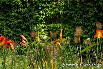 Wie heeft de meest fleurige voortuin van Willebroek?
