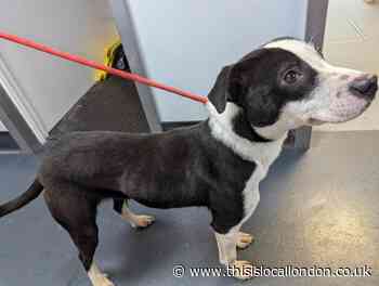 Man banned from keeping animals after Barking dog abuse