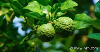Bergamot is expanding beyond Earl Grey tea