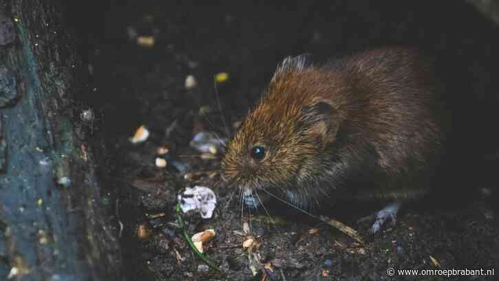 Zo komt het dat zwerfafval ratten aantrekt en zo kom je er weer vanaf