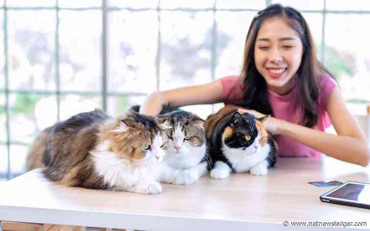 Copycats: The Art of Imitation