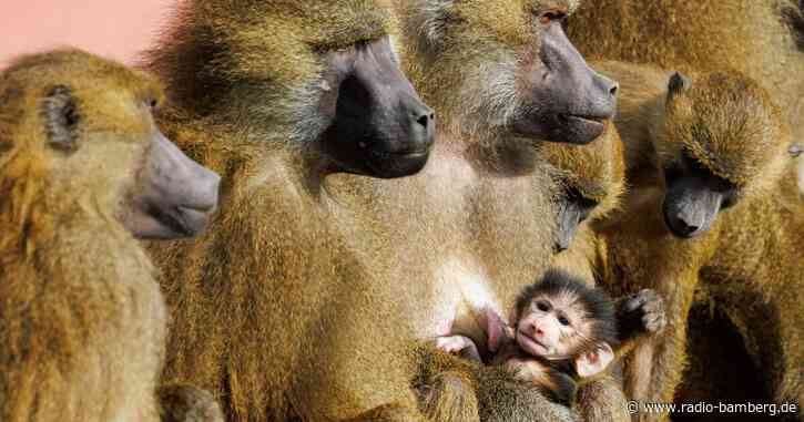 Mögliche Pavian-Tötung: Umzug nach Indien wird geprüft