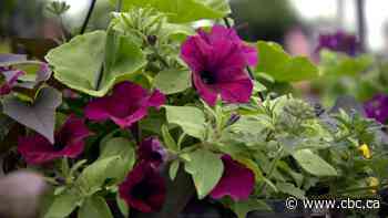 Snow in April? Here's what Sask. gardeners need to know