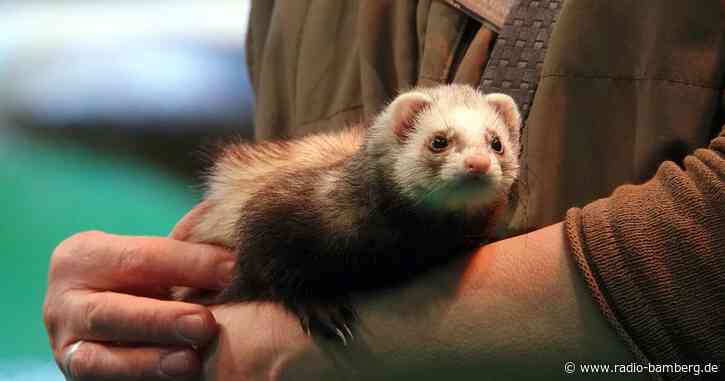 20 Tiere bei Einbruch getötet: Strafe für Kinder in London