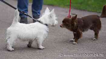 Rimsting muss sparen - diese Investitionen sind im Millionen-Haushalt 2024 trotzdem geplant