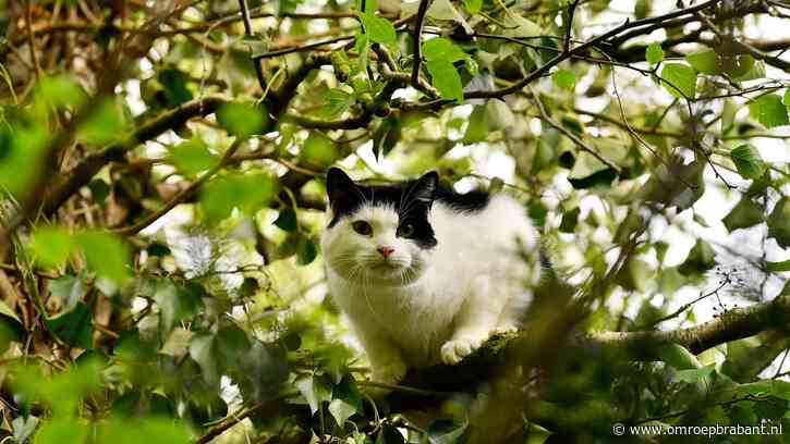 Half brandweerkorps met warmtecamera weet kat Snoetje niet te vangen