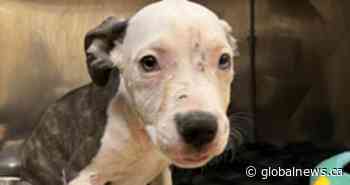 Abandoned dogs being found in ‘deplorable condition,’ Brampton warns