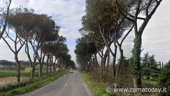 Torricola, strada chiusa e bus deviati: ci sono i pini da abbattere