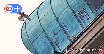 Live im Internet: Turmfalken nisten wieder im Rathausturm von Kiel