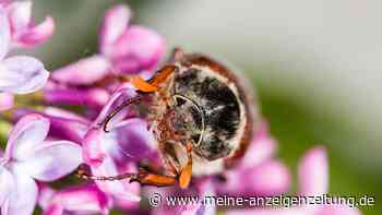 Tote Maikäfer im Garten – was nun?
