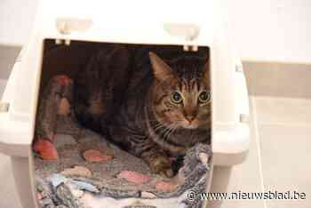 Gevonden kat op trein krijgt naam Faithless: “Freddie Mercury kon niet omdat we niet weten of het een mannetje of vrouwtje is”