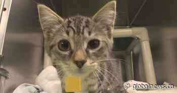 Animal neglect in New Brunswick reaching ‘record-breaking’ levels in 2024: SPCA