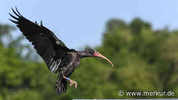 Von wegen ausgestorben – nach 400 Jahren kehrt ein seltenes Tier wahrscheinlich nach Europa zurück