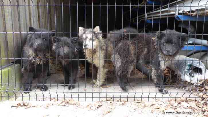 Hardleerse hondenfokker weer opgepakt ondanks veroordeling tot cel