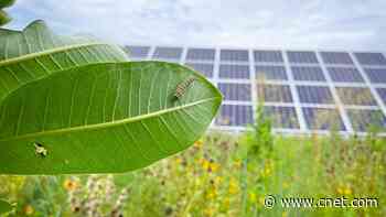 Can Solar Farms Save the Bees?     - CNET