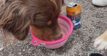Company launches non-alcoholic beer for dogs, canines ‘crack a cold one’