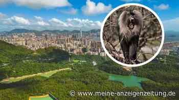 Mann wohl nach Affenbiss in Touristenattraktion mit seltenem Virus infiziert – Zustand kritisch