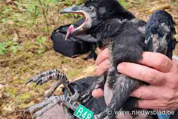 Raaf is aan stevige opmars bezig in Limburg, maar er loert een vijand om de hoek